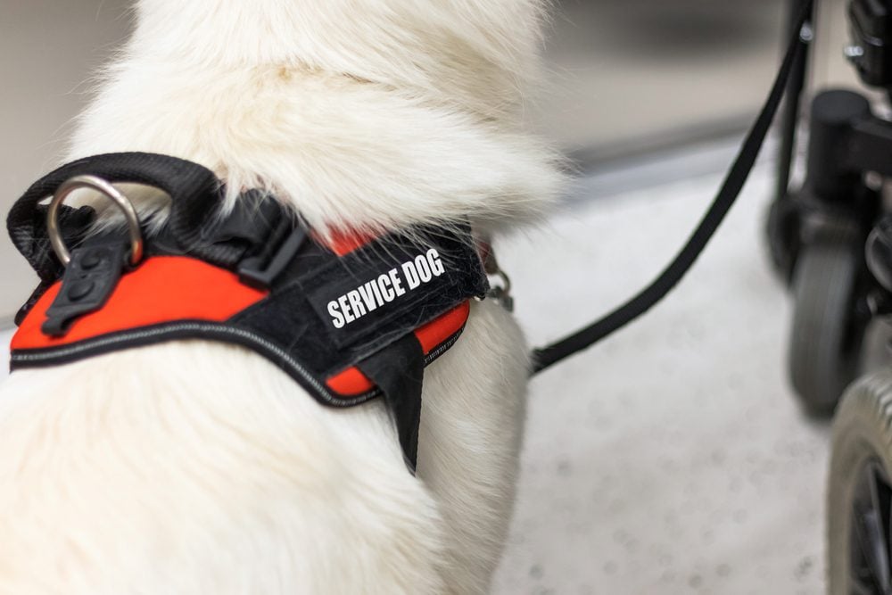 white dog in service dog vest