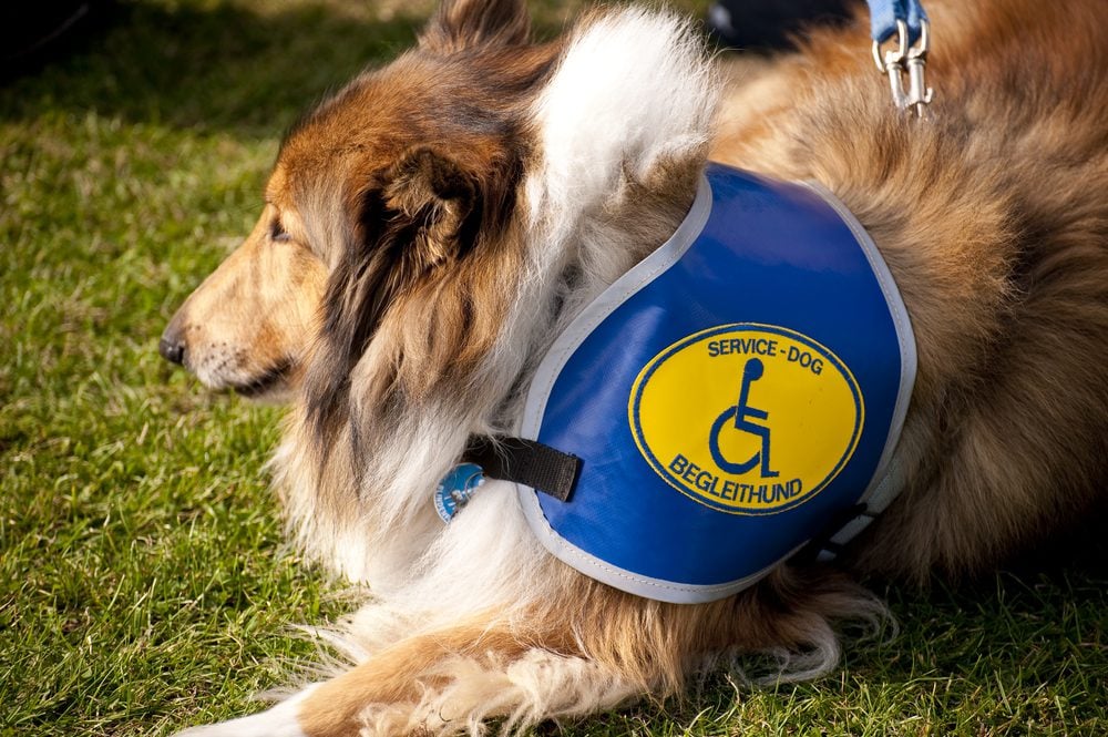 sheltie in service dog vest