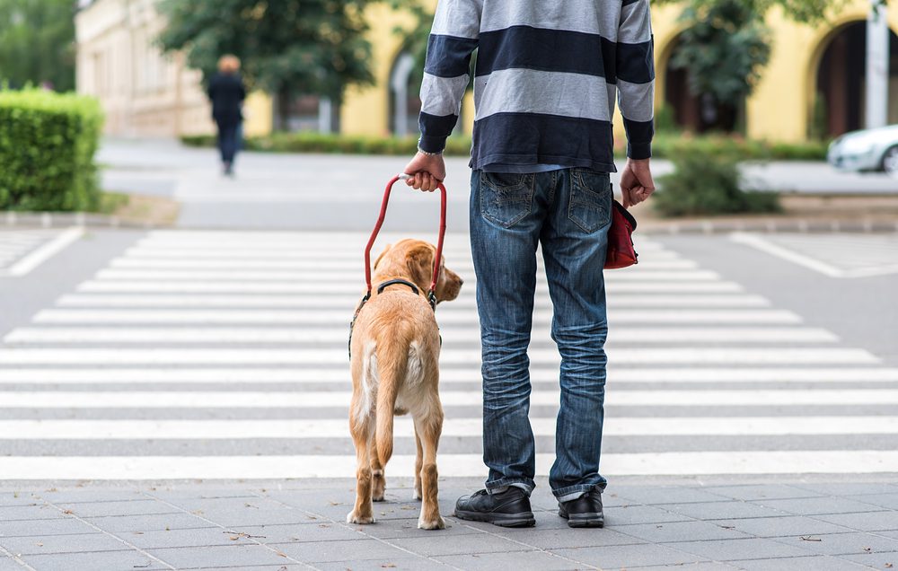 service dog walking with man