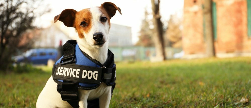 Jack Russell Terrier wearing service dog vest