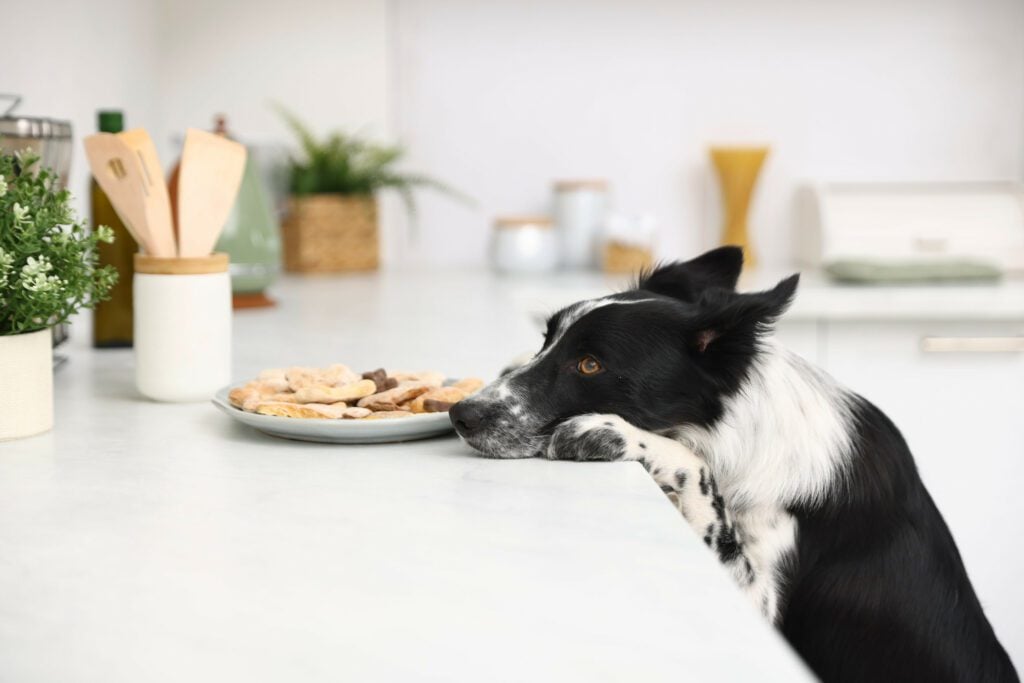 A service dog for allergies tests some cookies on a counter.