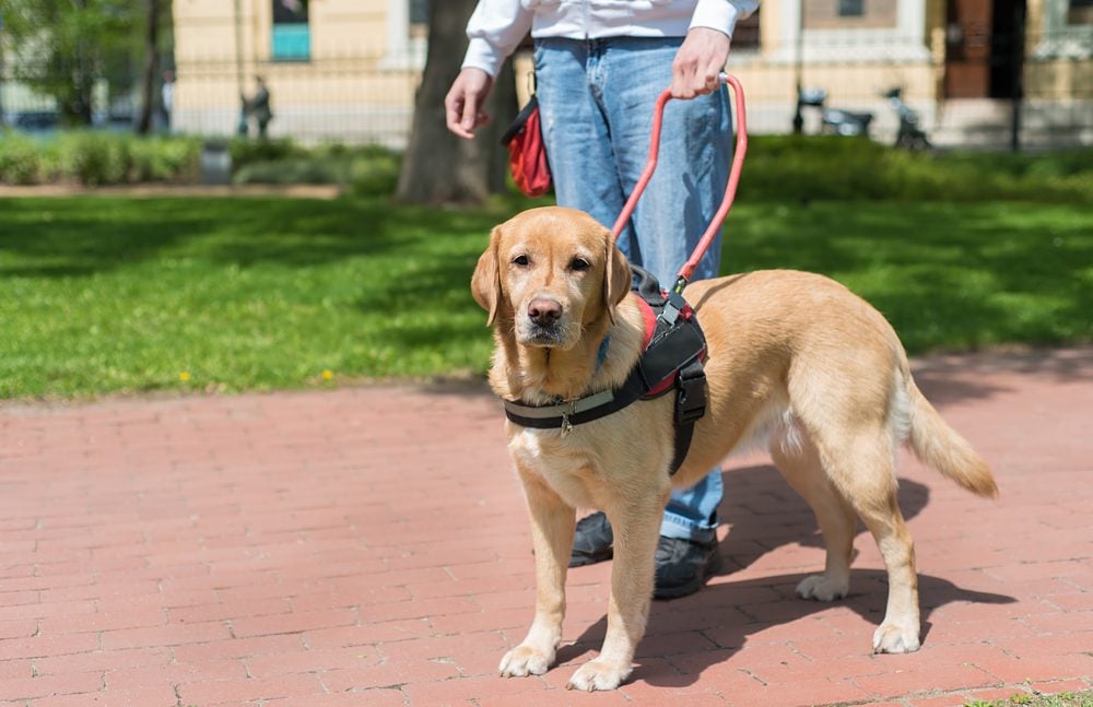 service-dog-pots