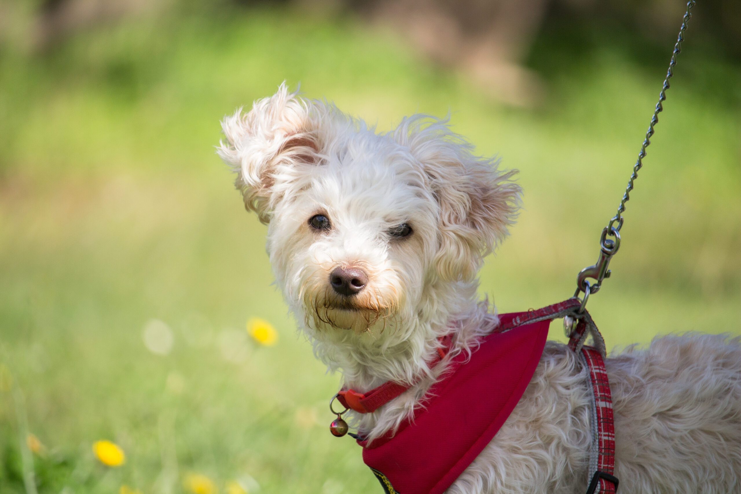 A small psychiatric service dog wearing a red harness in Texas.