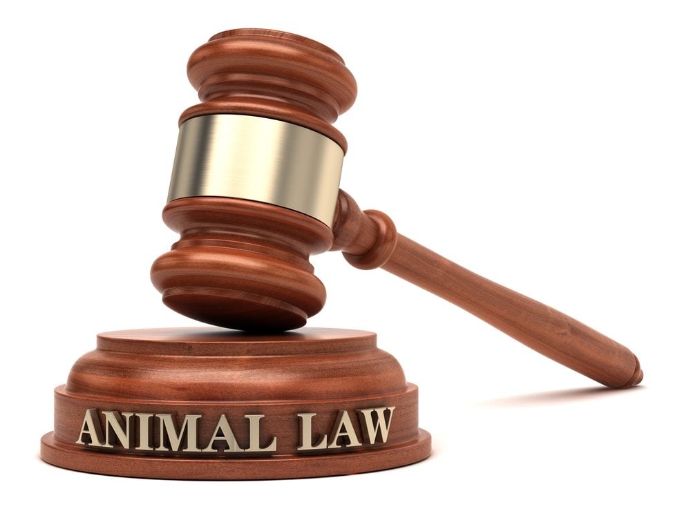 Emotional Support Animal Laws in Michigan