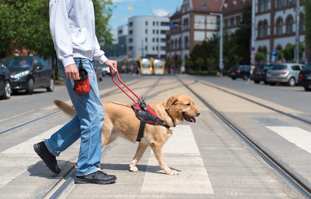 service dog guiding man across street