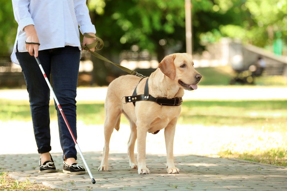 service dog guiding person on street