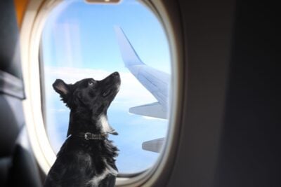 dog by airplane window