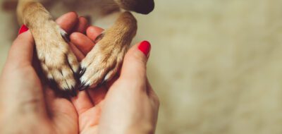 dog paws in female hands