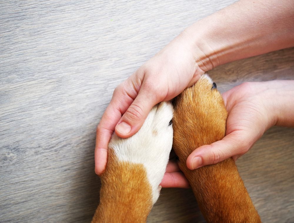 hands holding dog paws