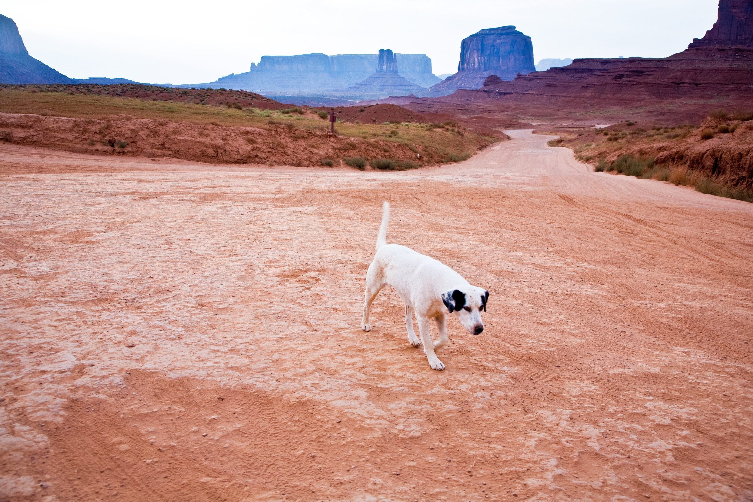 An ESA dog walking across arid land during a day of off leash adventure in Arizona. 