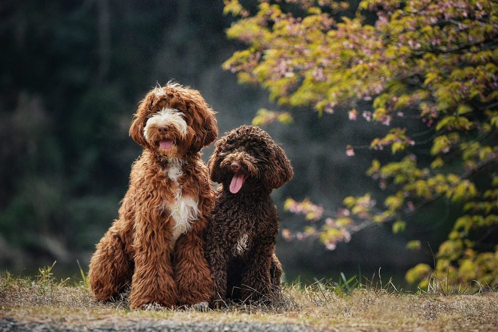 2 beautiful golden doodle dogs