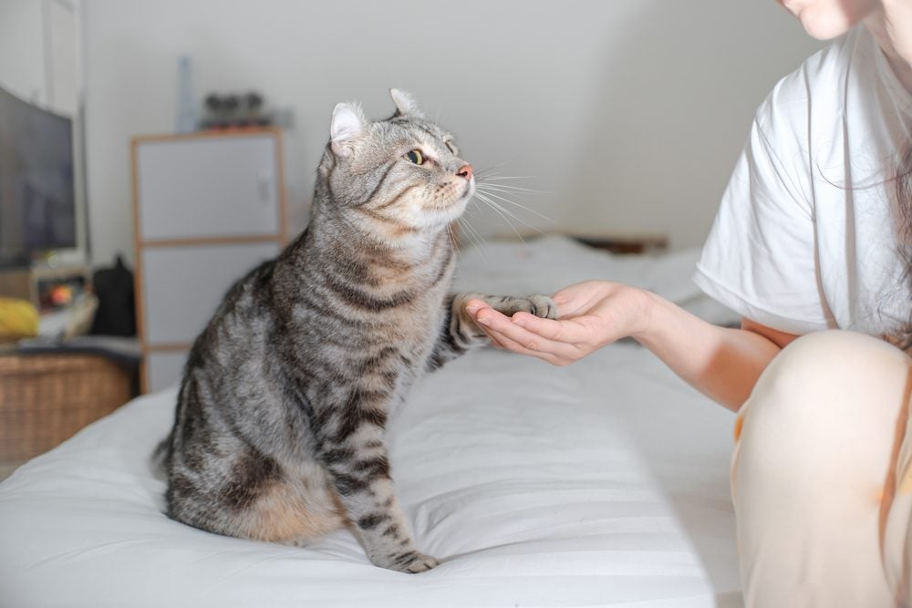 Woman asking to shake hands with a cat