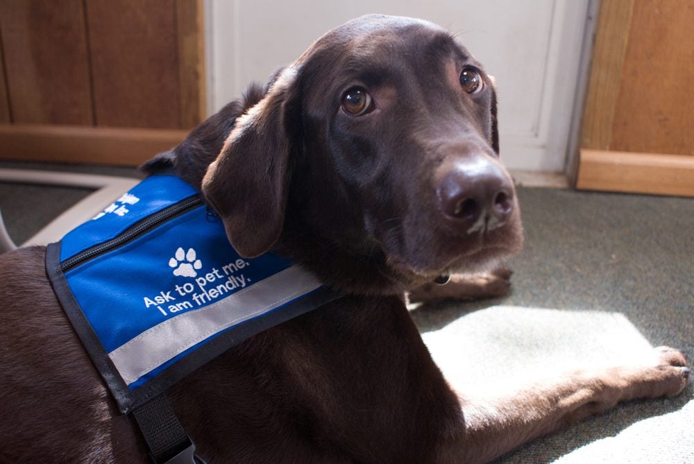 Service Dog Therapy DO NOT PET In Training Emotional Support Hook