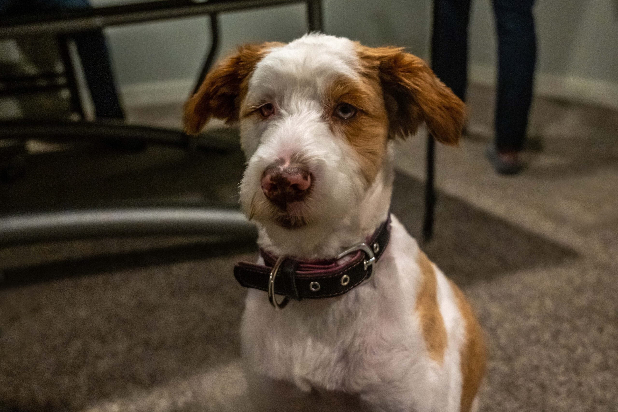 Jack Russell terrier dog in Minnesota.