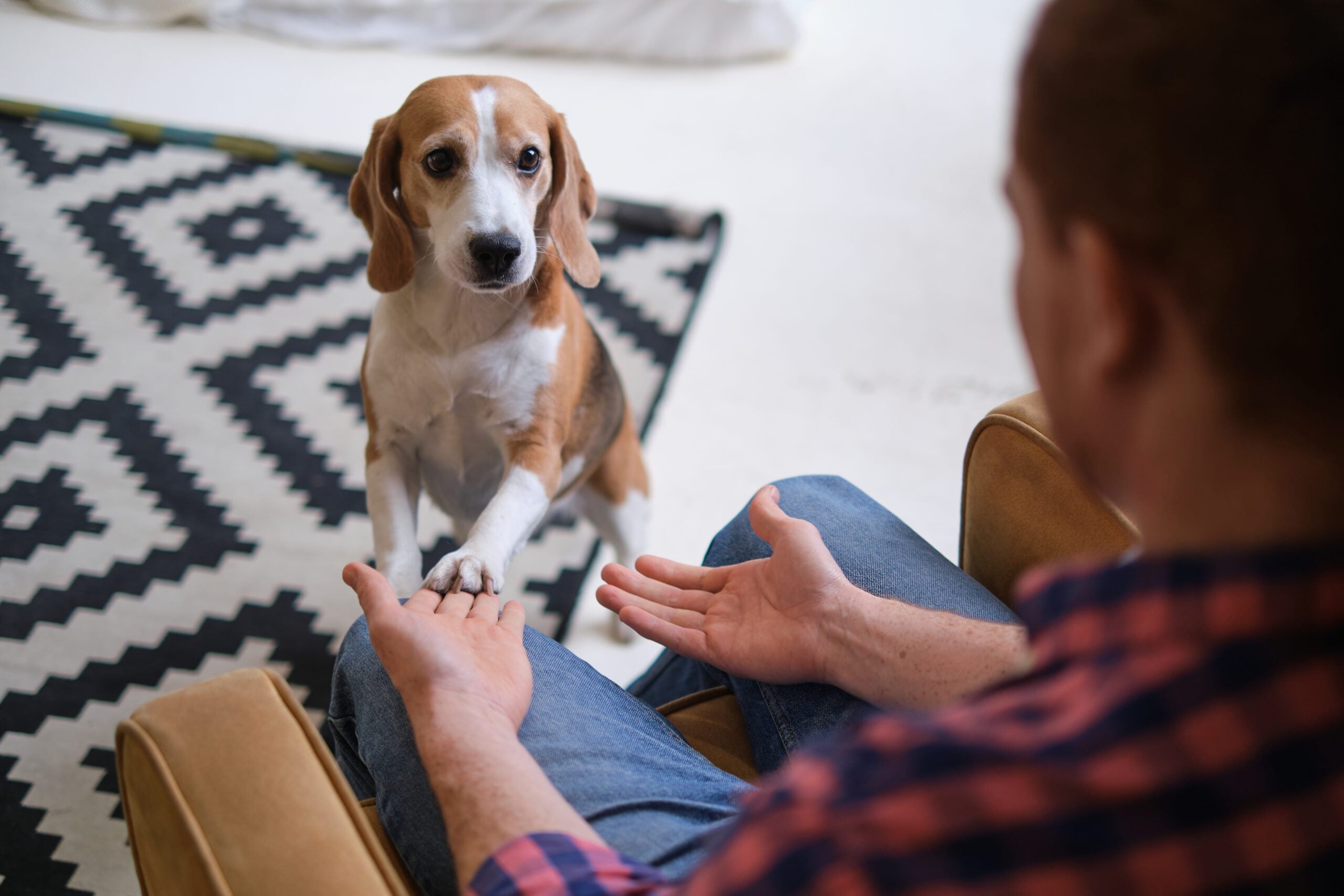 A man relaxes in a cozy home as his beagle reaches out to him, reflecting the benefits of emotional support animal laws in Vermont.