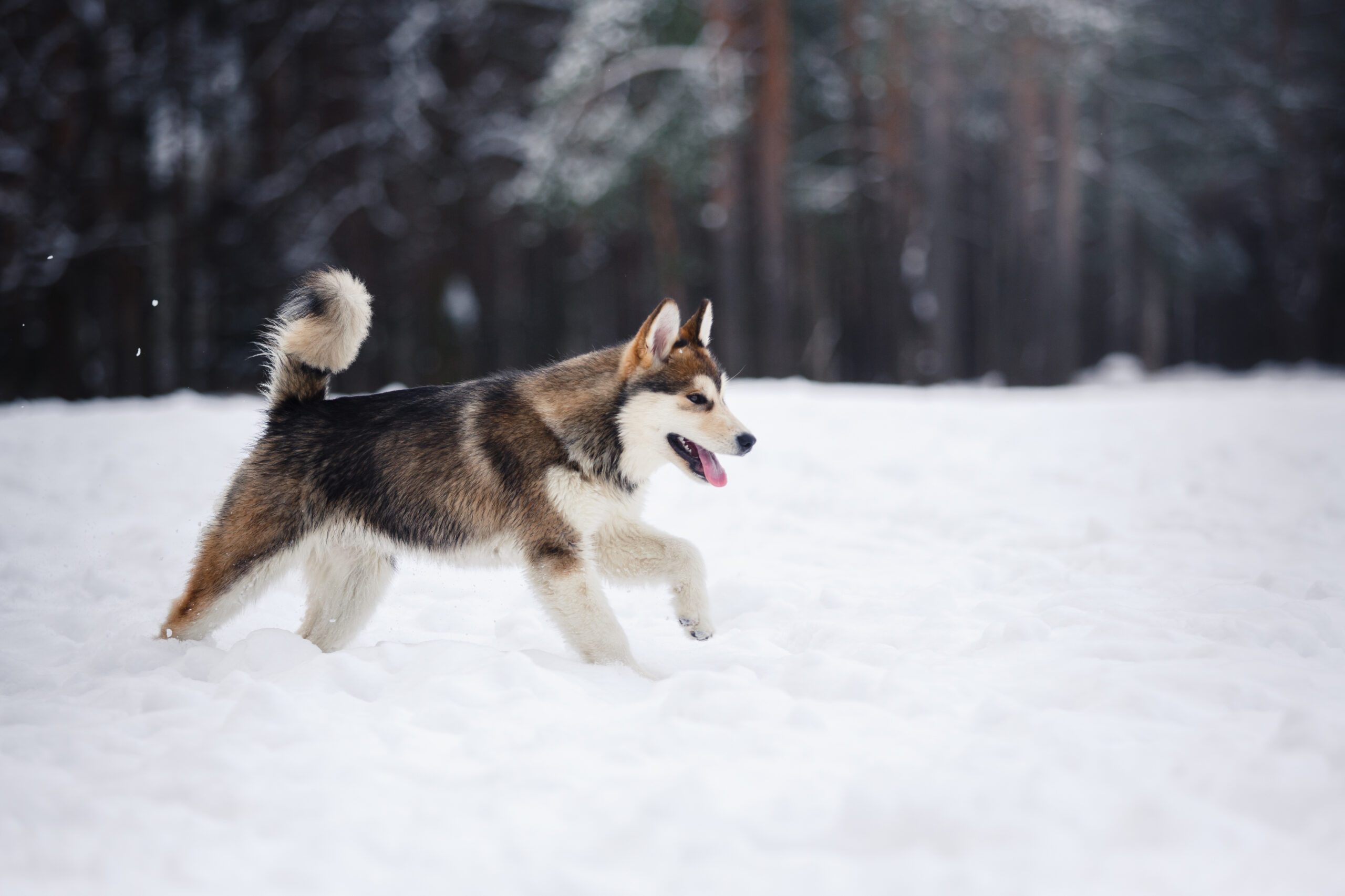 A dog walking in a winter forest in Alaska.