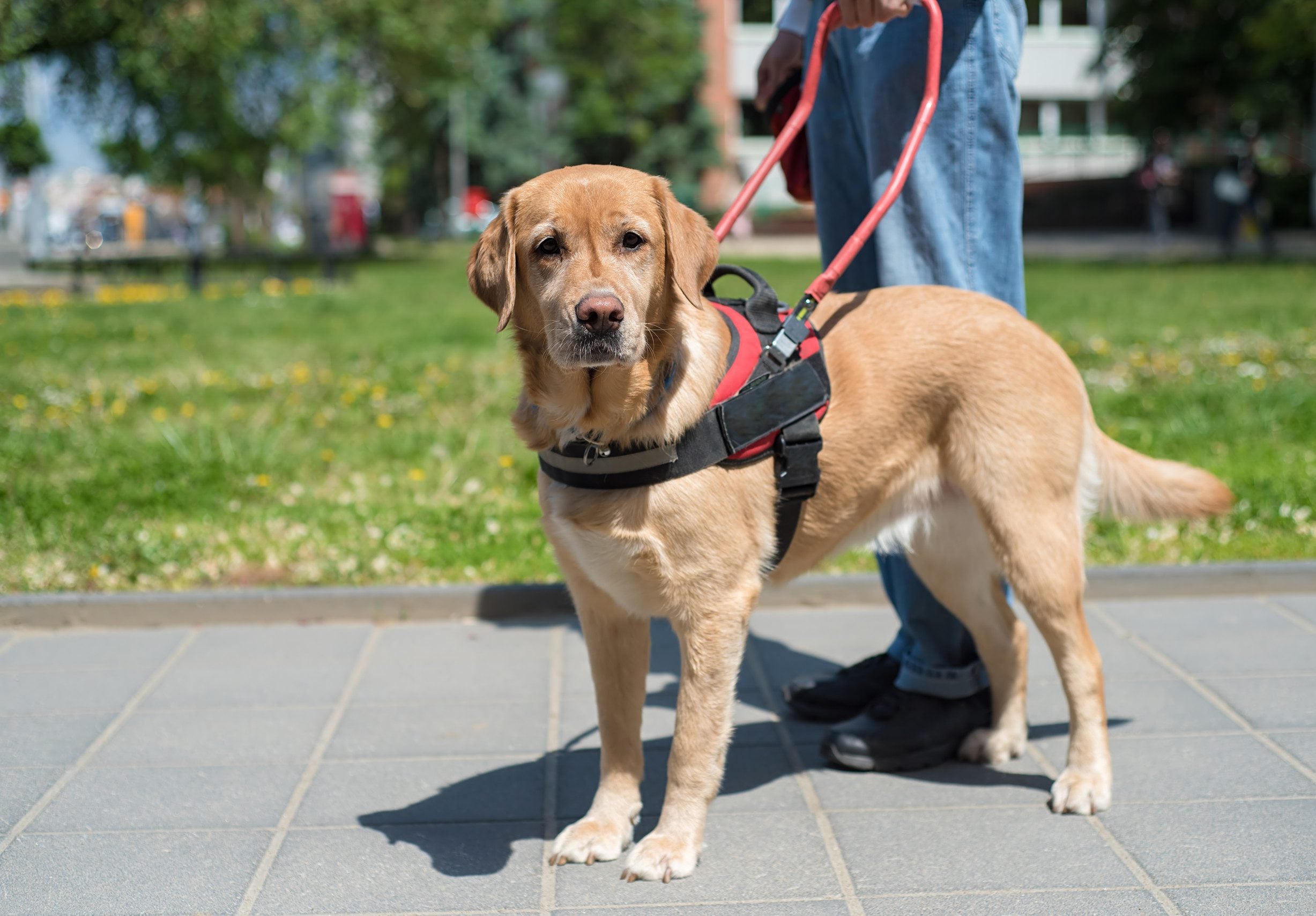 A psychiatric service dog that doesn't have to follow emotional support animal laws in Connecticut.
