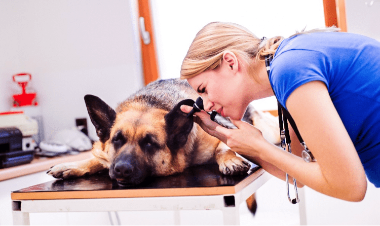 How to Diagnose A Dog Ear Infection