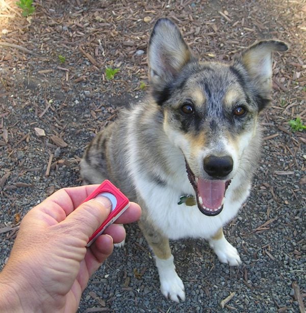 Clicker Training Your Dog - Part I 