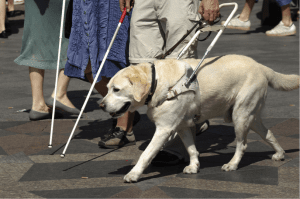 Service Animal Helping Blind