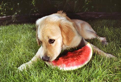 dog eating watermelon