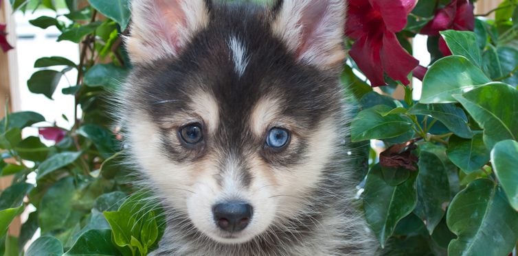 US Service Animals - All About the Pomsky | The Adorable Mix Between a  Pomeranian & a Siberian Husky