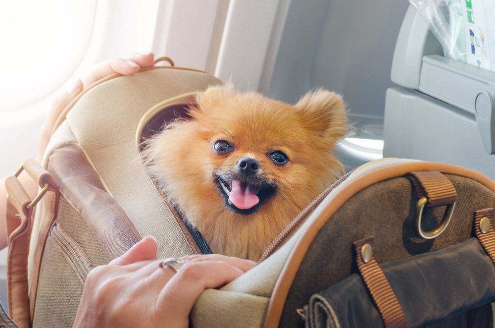Pomeranian inside a travel bag
