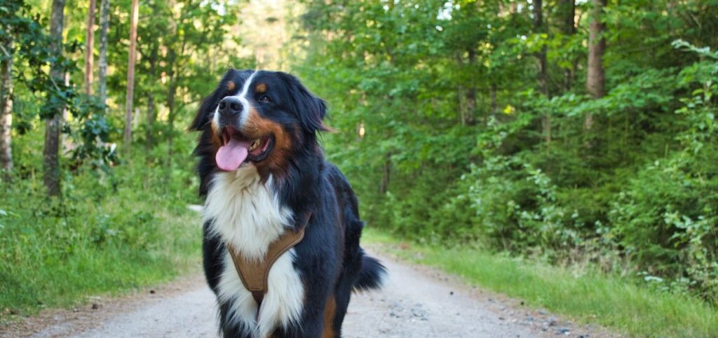 Service Dog for the Blind