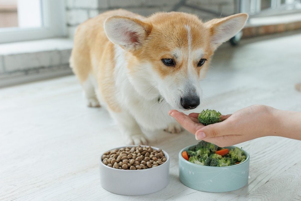 can-dogs-eat-broccoli