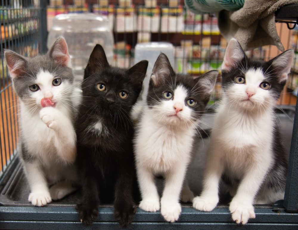four kittens in a row at a store