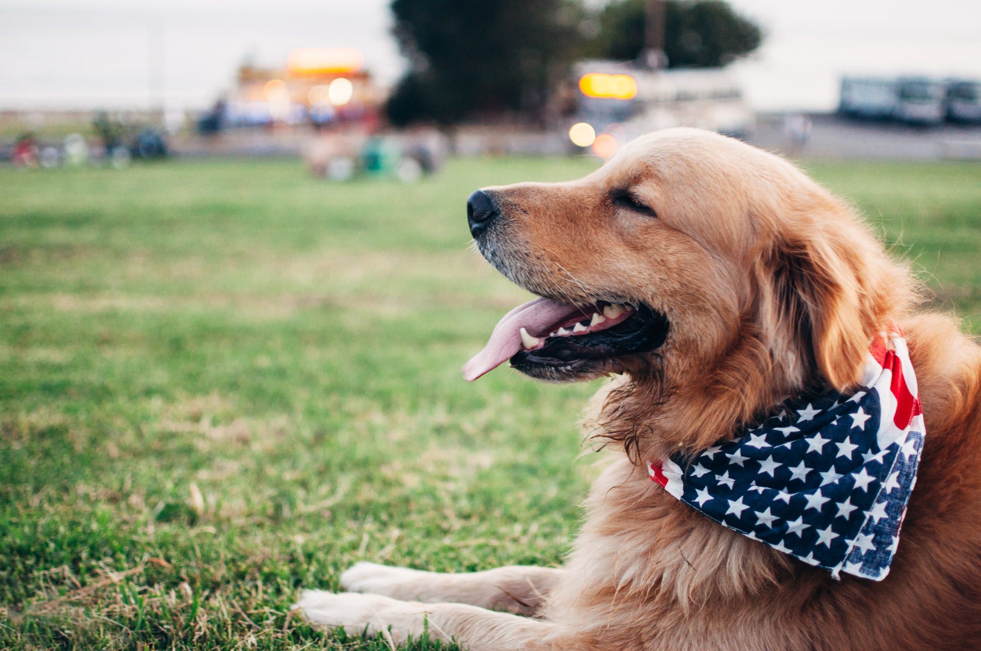 Best American Shepherd Mix Dog Training, Santa Maria