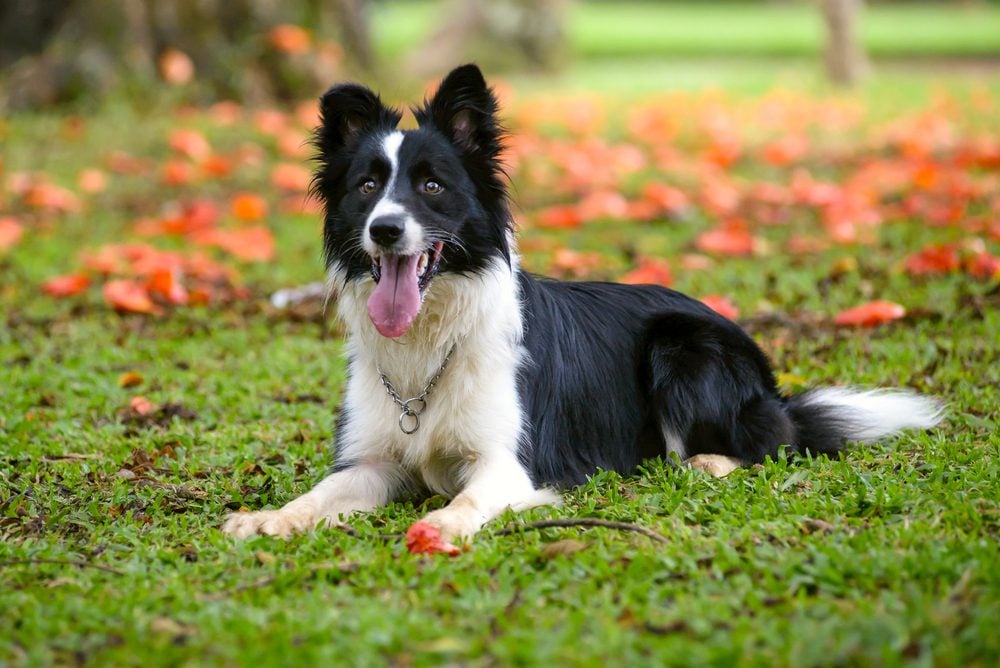 border collie lying on the ground