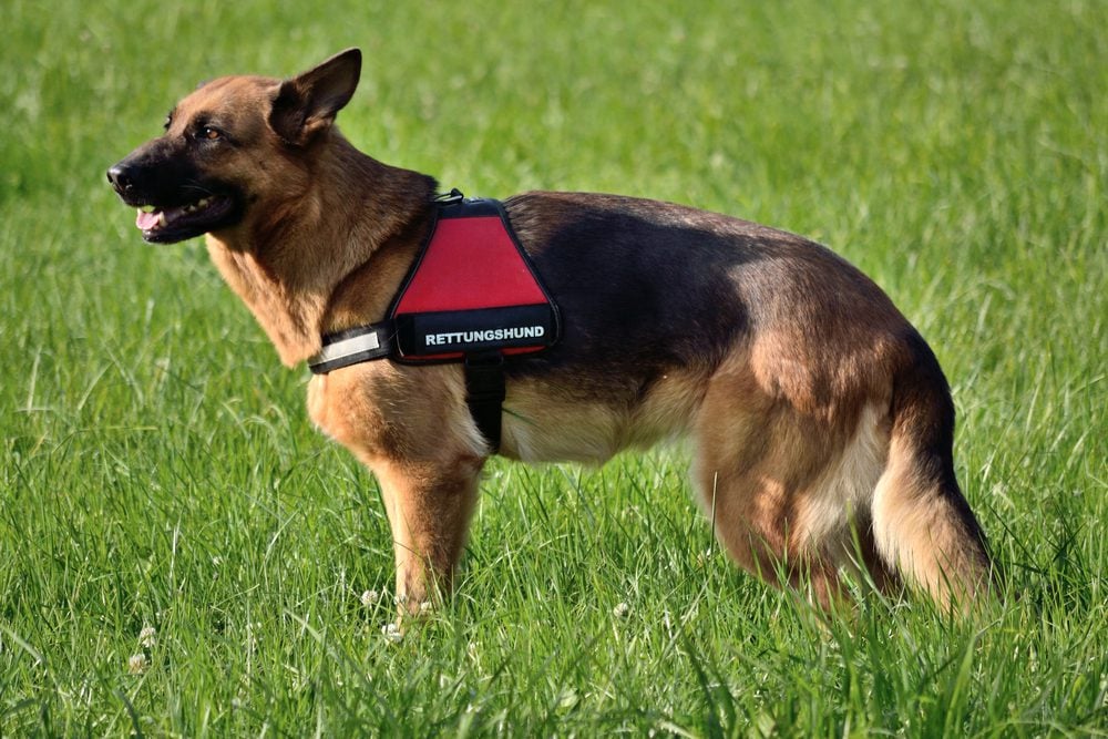 german shepherd rescue dog in service harness
