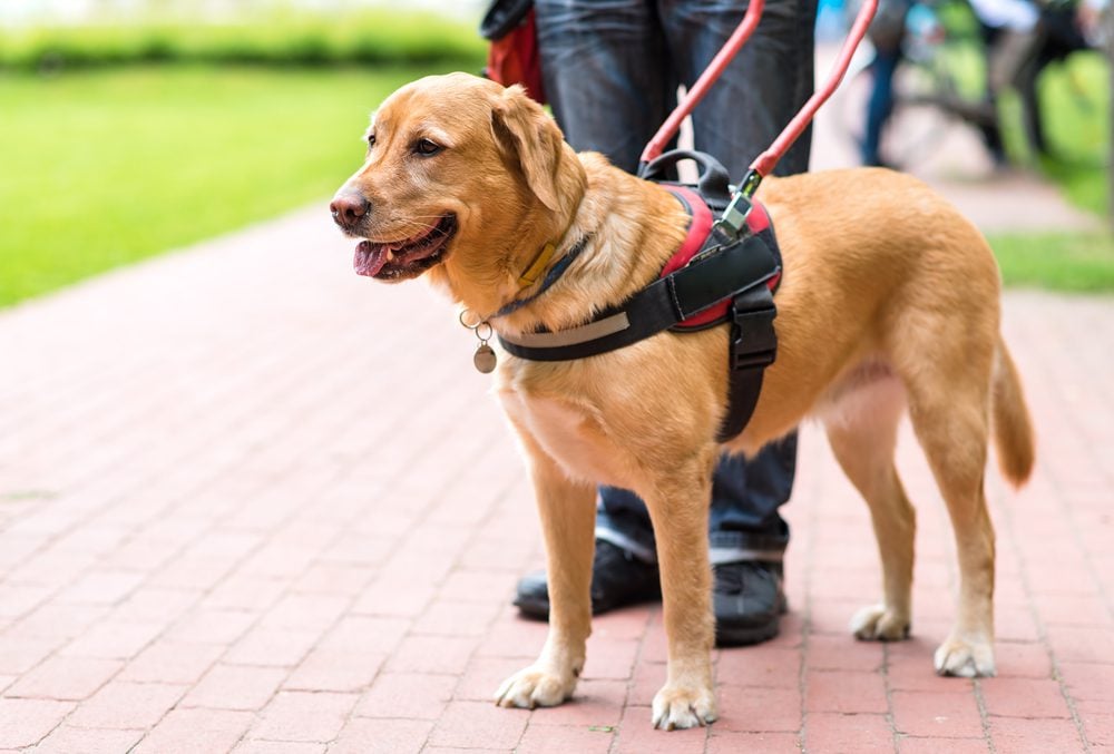 golden retriever in service harness guiding disabled handler