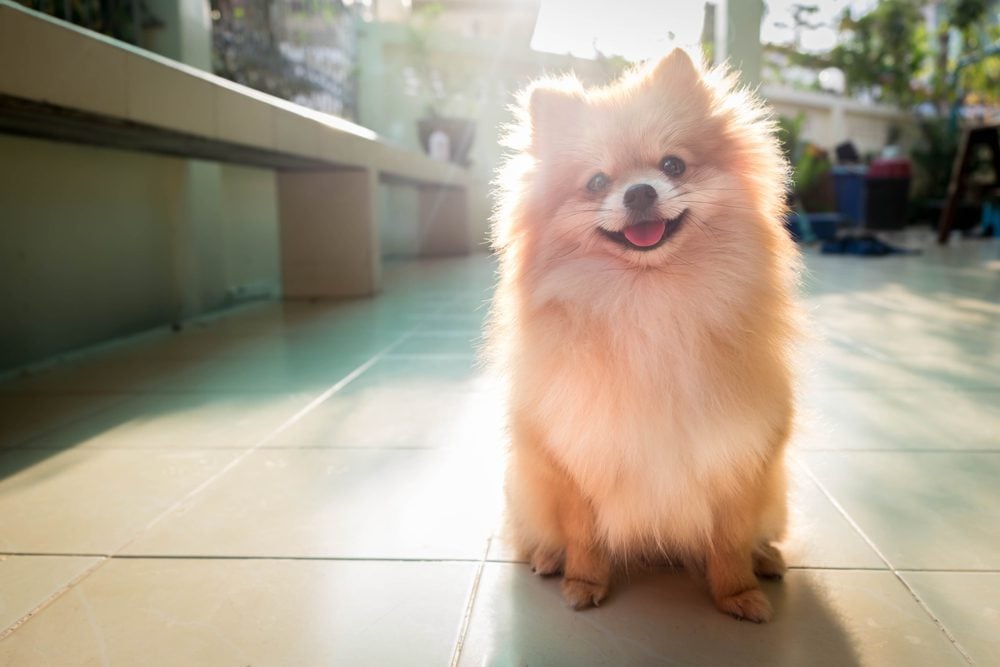 pomeranian spitz smiling