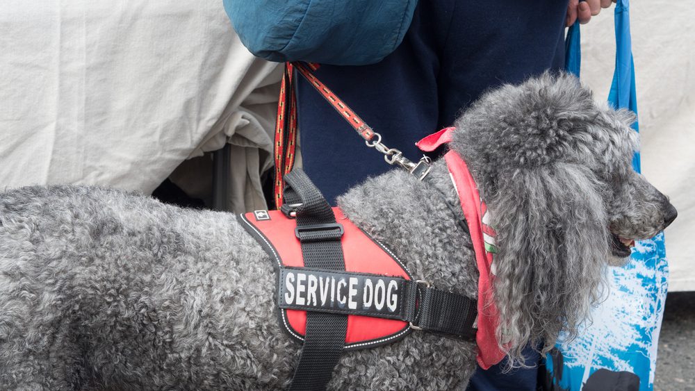 poodle with service harness leading handler