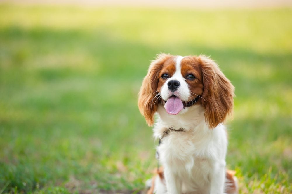 portrait of cavalier king charles spaniel