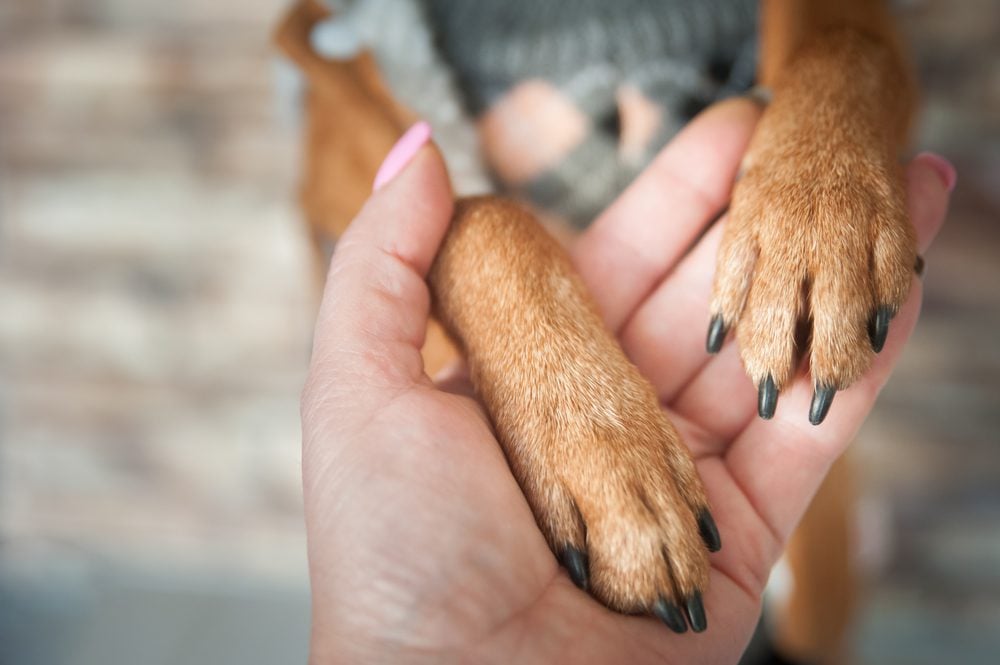 dog paws holding human hand