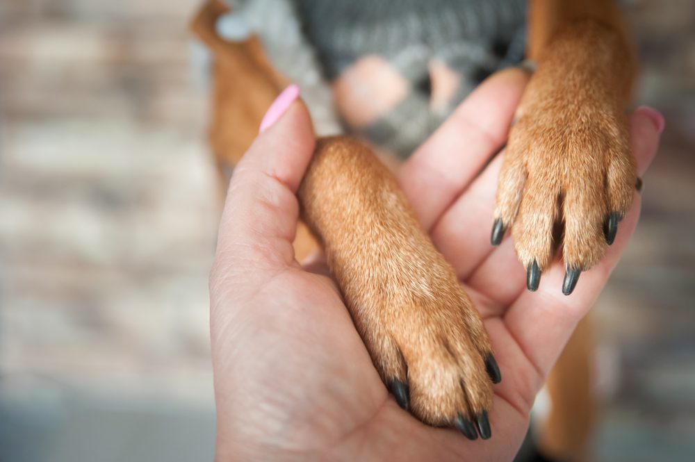 a woman’s hand holding her dog’s paws