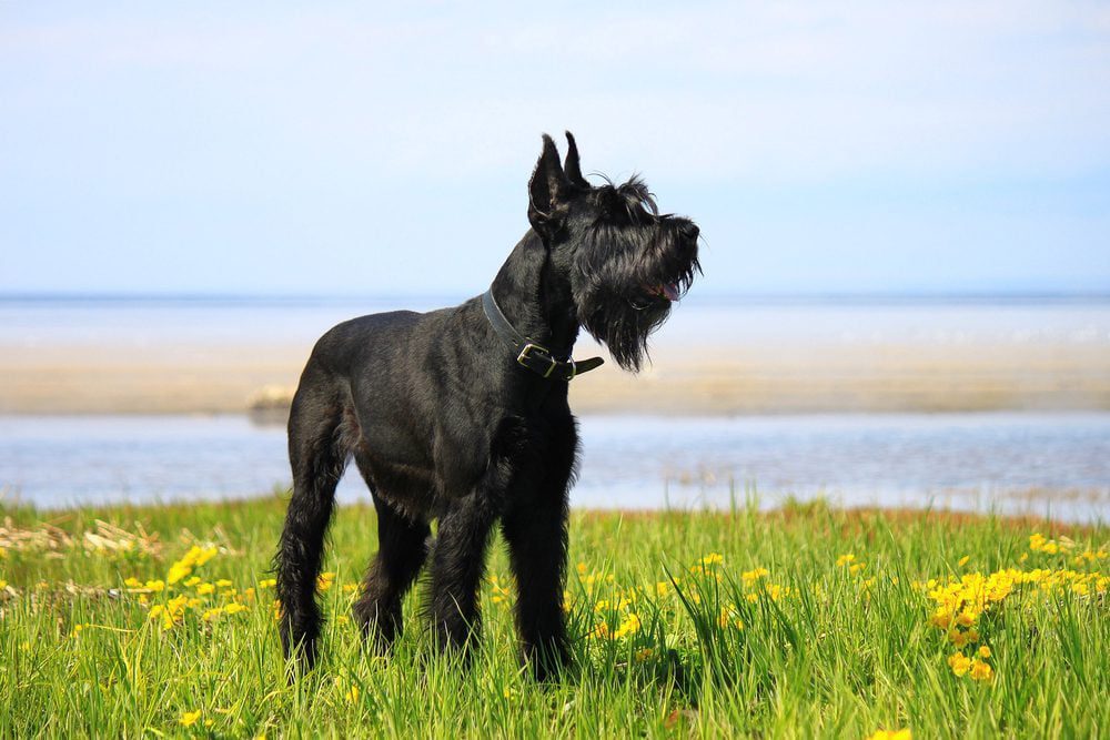 giant schnauzer standing in the grass