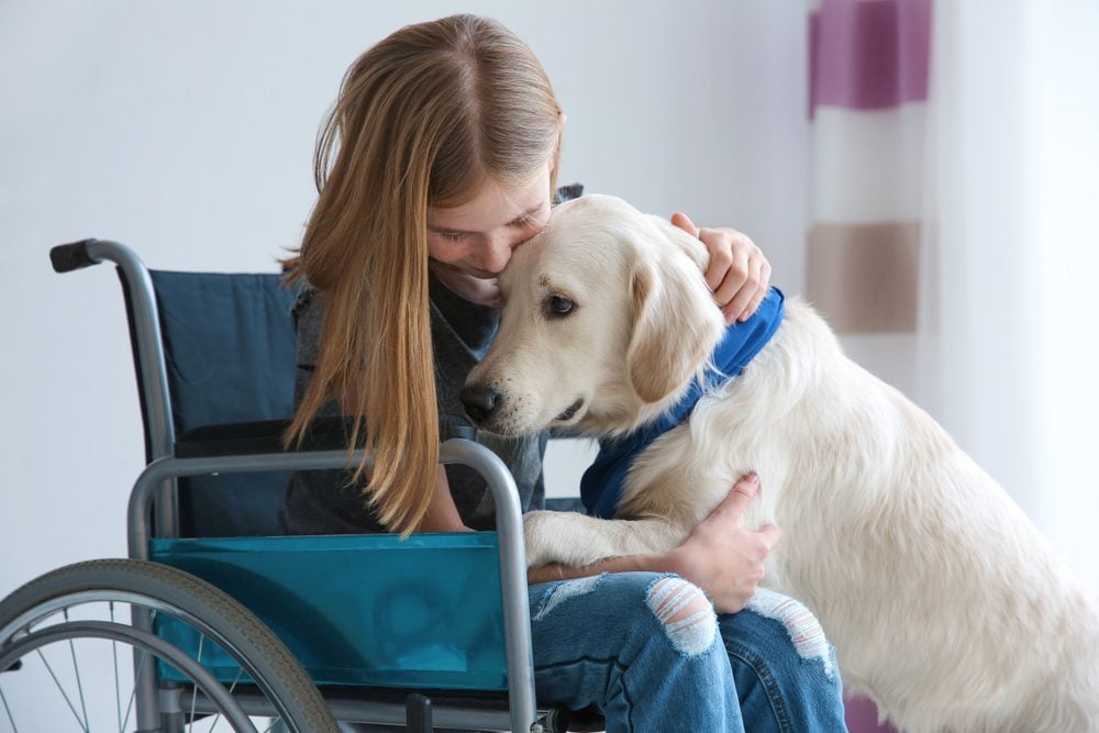 service dog with person in wheelchair