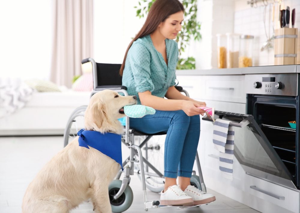 golden retriever assisting woman in wheelchair