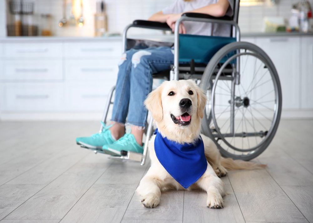 service dog by girl in wheel chair