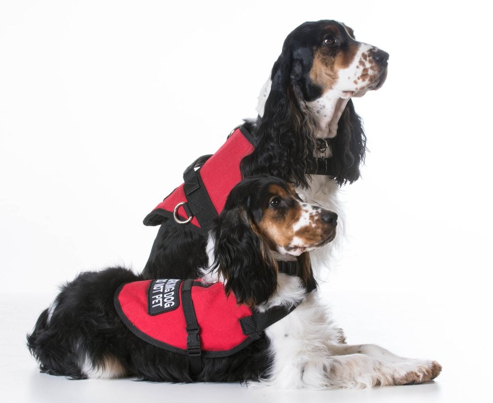 two service dogs together