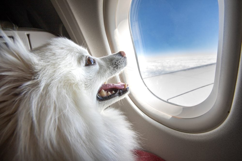 dog on airplane
