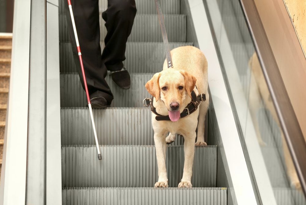 guide dog leading blind man