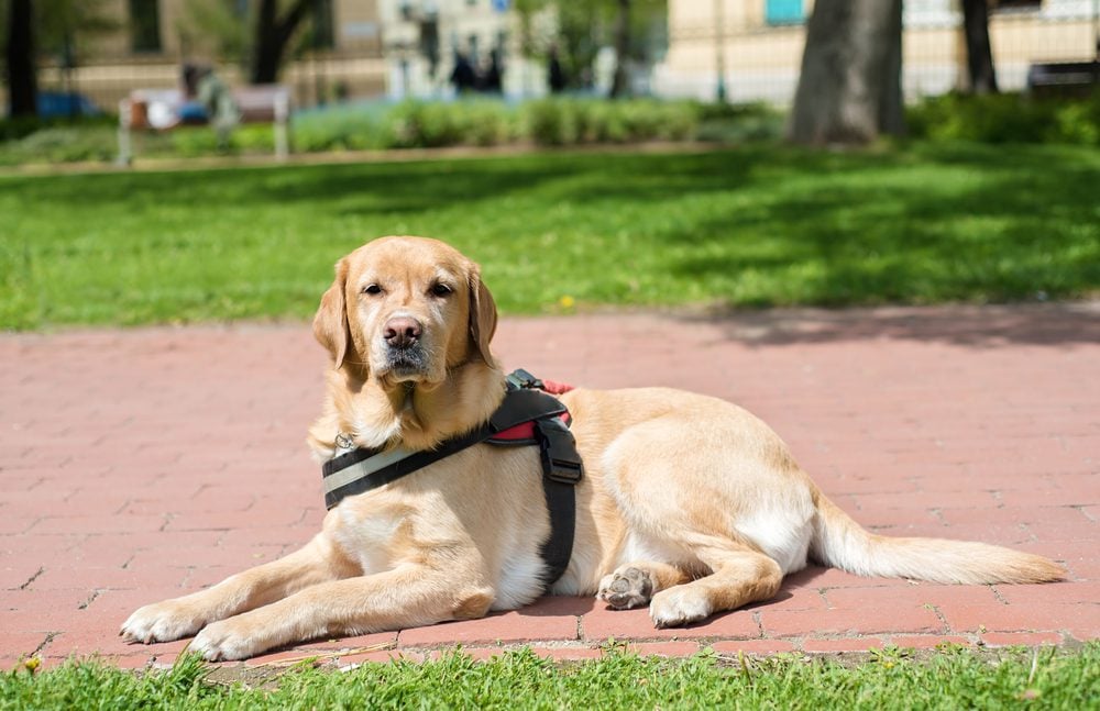 Guide dog is resting in the park