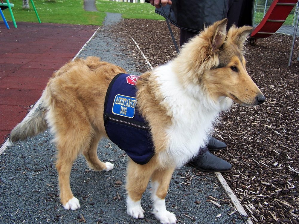 Young collie in training to become an Autism Assistance Dog