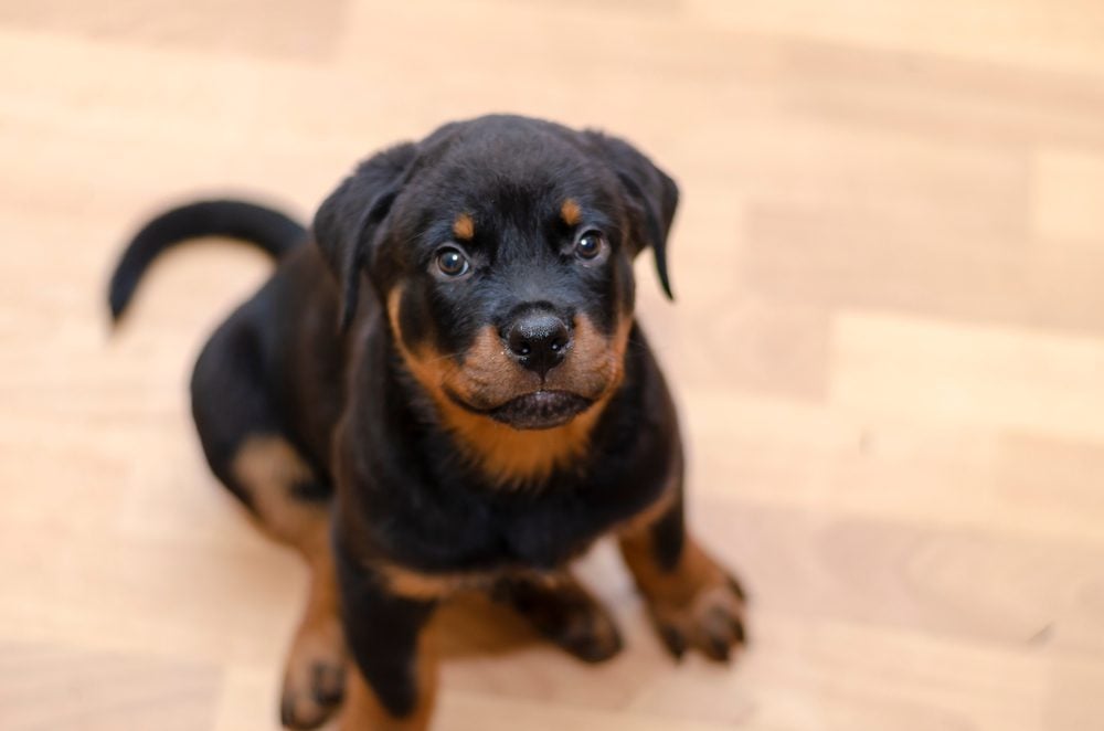 Rottweiler and the sit command