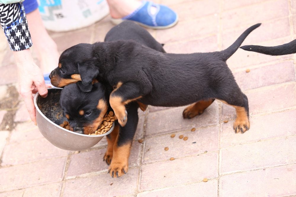 Rottweilers eating everything